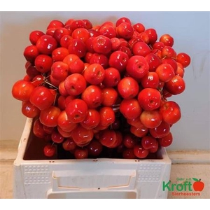 Malus Red Sentinel Xxl