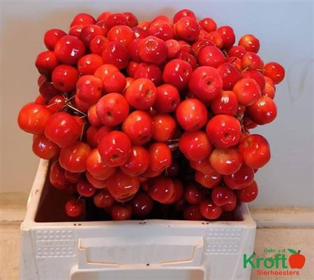 <h4>Malus Red Sentinel Xxl</h4>