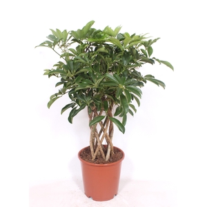Schefflera arboricola 'Compacta'