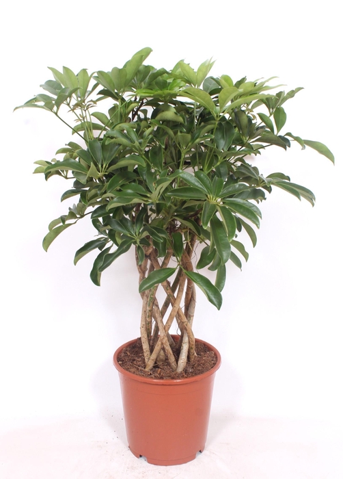 <h4>Schefflera arboricola 'Compacta'</h4>