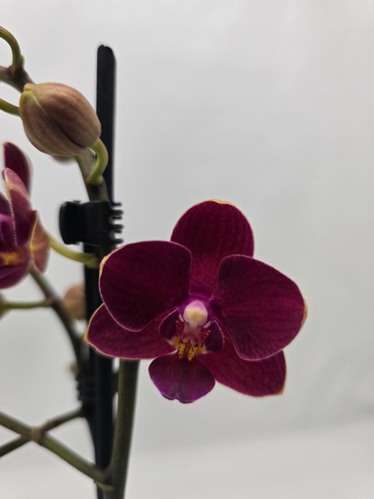 Phalaenopsis overig