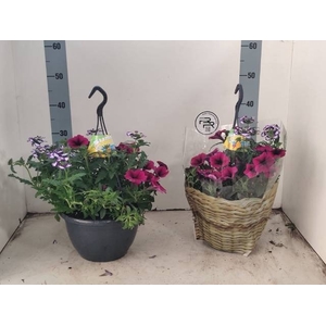 HANGING BASKETS