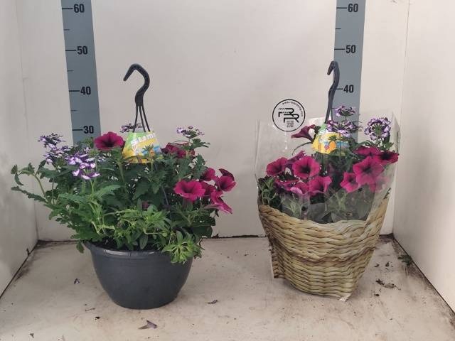<h4>HANGING BASKETS</h4>