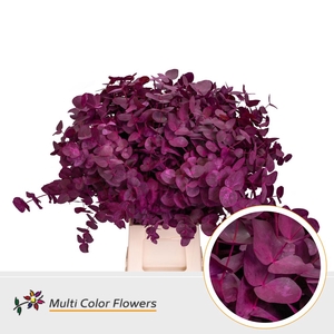 Eucalyptus cinerea Frost Erica