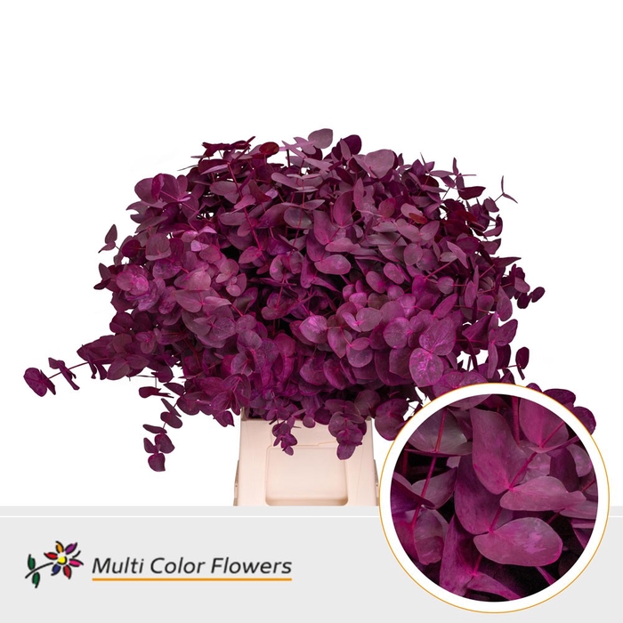 <h4>Eucalyptus cinerea Frost Erica</h4>