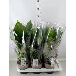 Spathiphyllum  'Diamond'