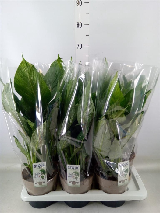 <h4>Spathiphyllum 'Diamond'</h4>