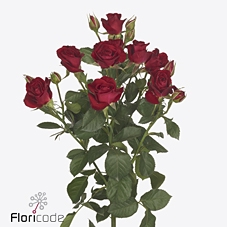 Rosa spray dominica