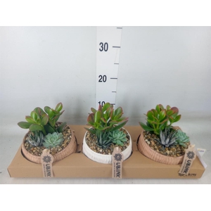 Arr.  Succulents L%