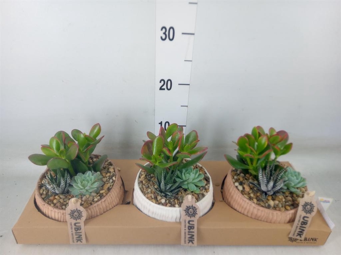 <h4>Arr.  Succulents L%</h4>