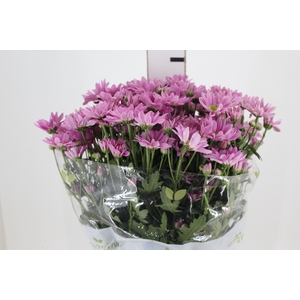 CRISANTEMO ROSE REAGAN 070 CM