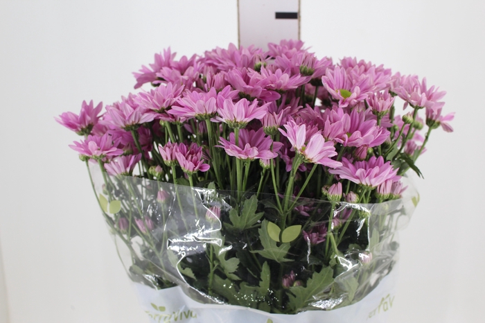 CRISANTEMO ROSE REAGAN 070 CM