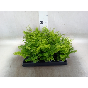 Adiantum raddi. 'Fritz-Luthi'
