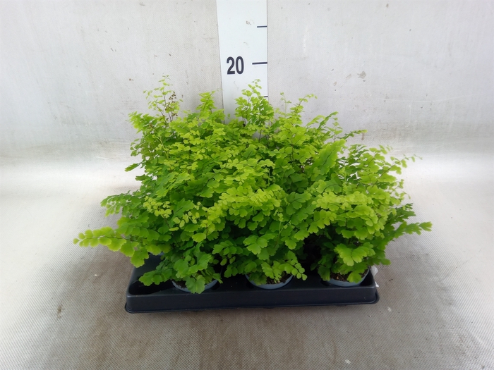 <h4>Adiantum raddi. 'Fritz-Luthi'</h4>