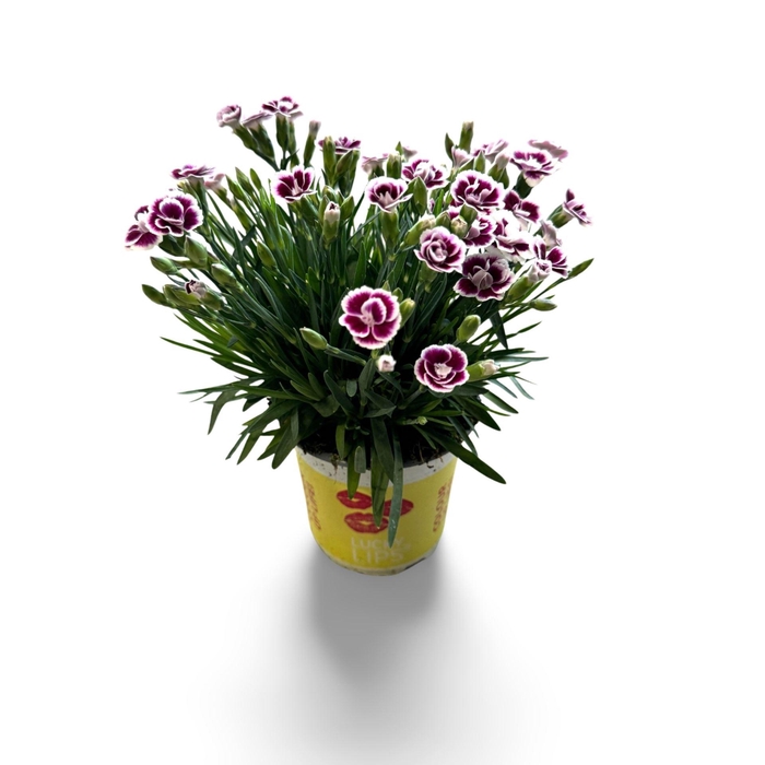<h4>Dianthus (Allwoodii Grp) Lucky Lips</h4>