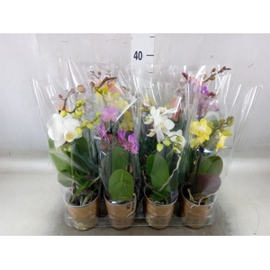Phalaenopsis   ...mix