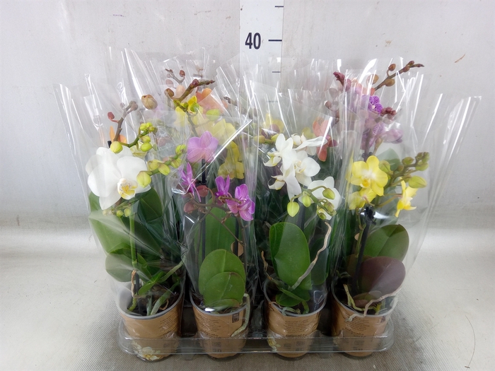 <h4>Phalaenopsis   ...mix</h4>