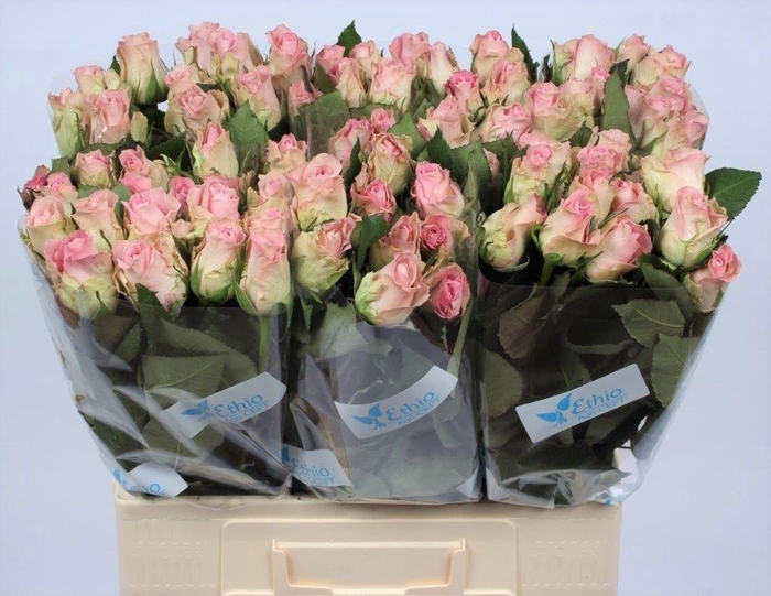 <h4>R GR BISOU@</h4>