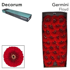 Germini Pomponi Floyd Doos