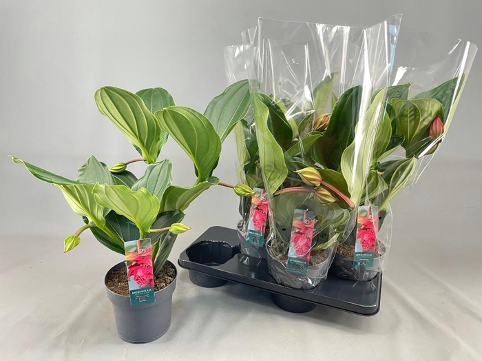 <h4>MEDIN MAG FLAMENCO</h4>