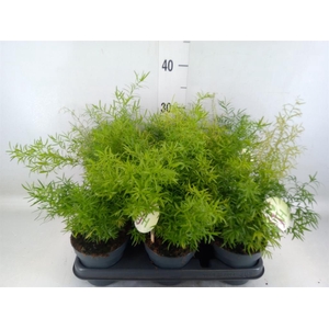 Asparagus dens. 'Cwebe'