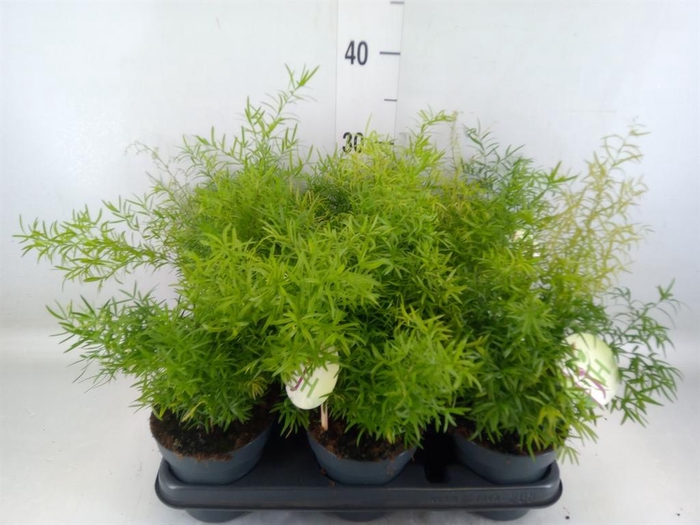 <h4>Asparagus dens. 'Cwebe'</h4>