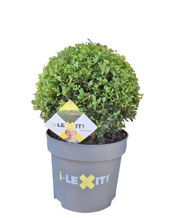 <h4>Ilex crenata Dark Green, P32, Bol Ø35cm</h4>