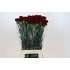 Dianthus St Zurigo