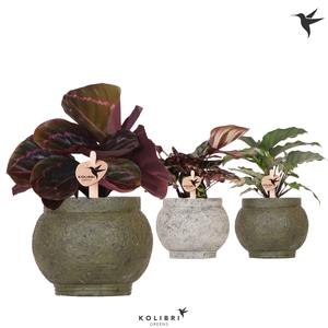Kolibri Greens Calathea mix in Ancient pot green mix