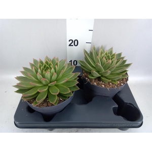 Echeveria agavoides