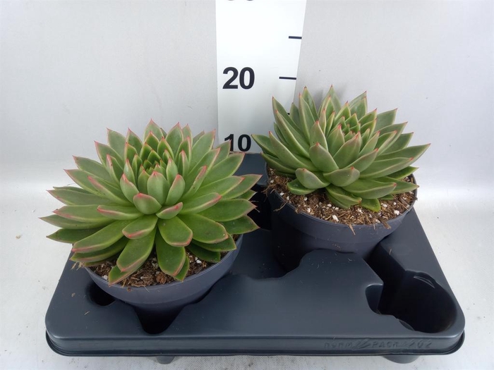 <h4>Echeveria agavoides</h4>