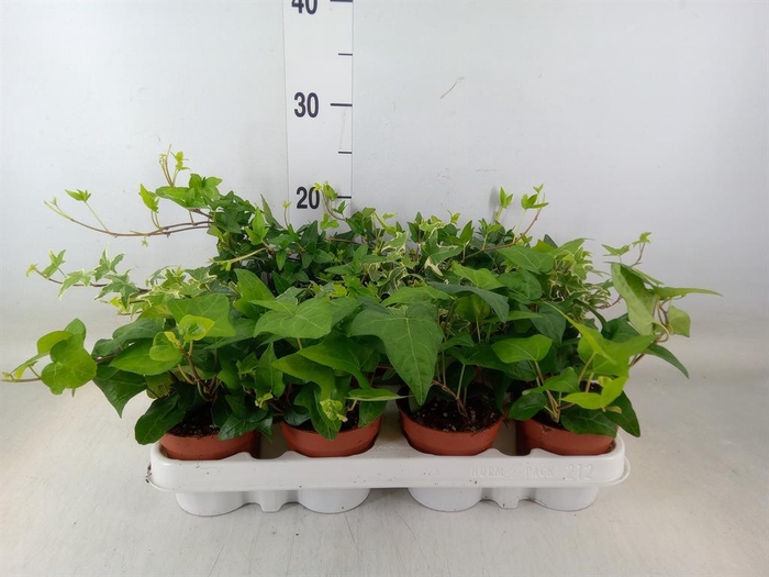 <h4>Hedera   ...mix</h4>