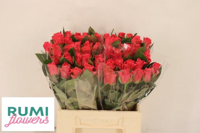 <h4>R GR PINK TACAZZI+</h4>