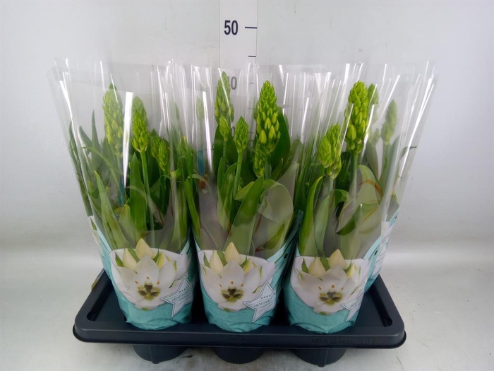 <h4>Ornithogalum thyrs.</h4>