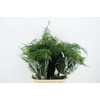 ASPARAGUS LANG GETOPT