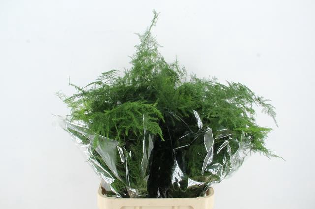 ASPARAGUS LANG GETOPT