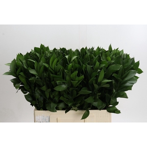 RUSCUS HYPOPHYLLUM