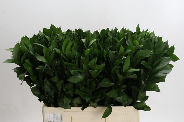 <h4>RUSCUS HYPOPHYLLUM</h4>