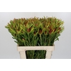 Leucadendron Ayoba Cherry Pearl