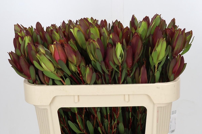 <h4>Leucadendron Senorita Spray</h4>