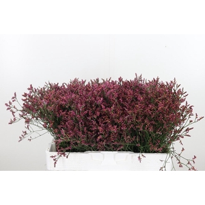 Lim Sin Scar Diamond