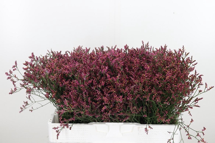 <h4>Lim Sin Scar Diamond</h4>