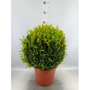 Buxus semp.   ...