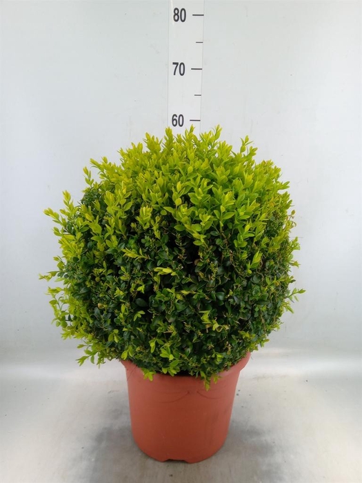 <h4>Buxus semp.   ...</h4>