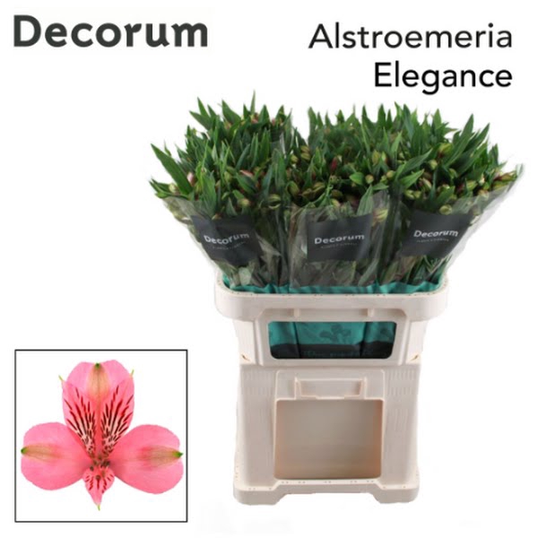 <h4>Alstr Elegance Pink Decorum T2G</h4>