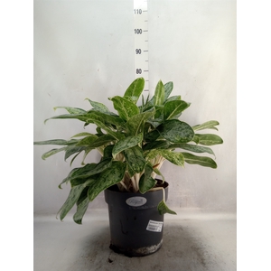 Aglaonema comm. 'Silver Queen'