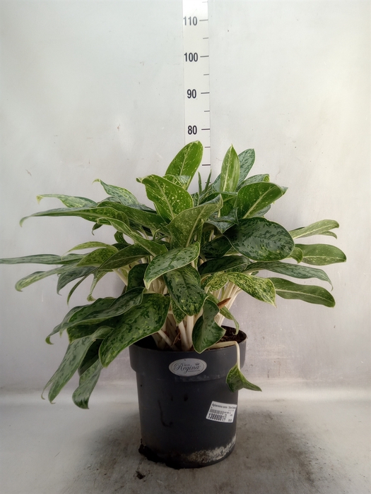 <h4>Aglaonema comm. 'Silver Queen'</h4>