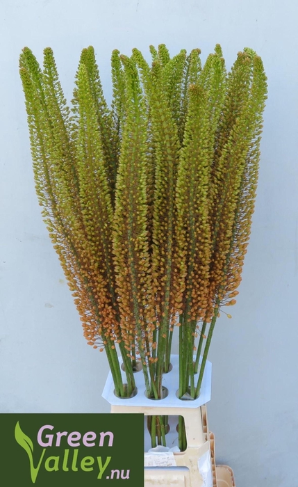 <h4>EREMURUS EMMY-RO EREMURUS EMMY RO</h4>
