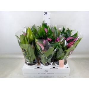 Anthurium  'Zizou'