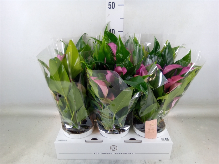 <h4>Anthurium  'Zizou'</h4>